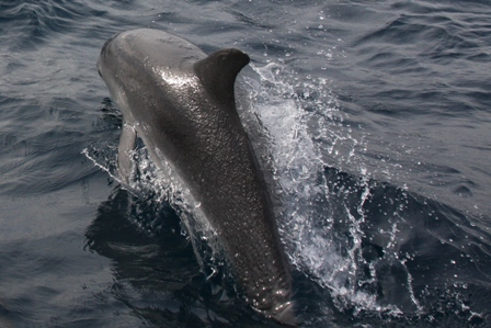 Delphin