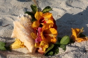 Conch Muschel