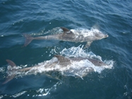 Delfine kurz vor West Palm Beach