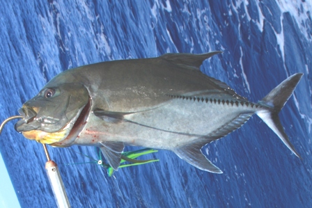 Dann haben wir einen gro&szlig;en Grouper gefangen.