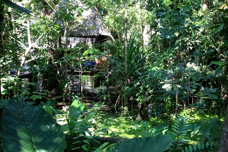 Mitten im Dschungel