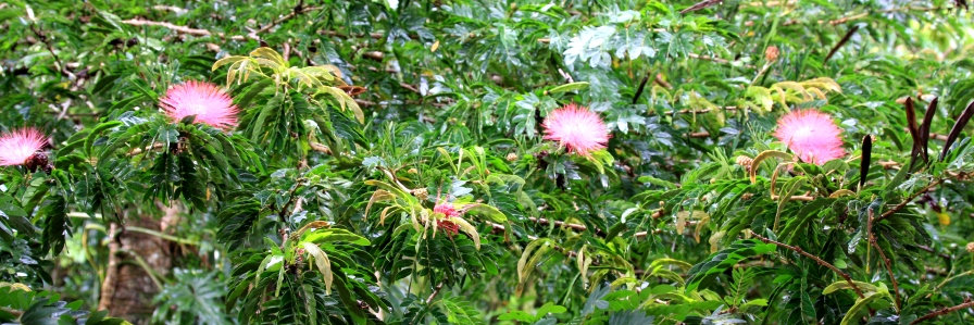 Sieht das nicht Trauhaft aus?