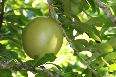 Riesiger Honey Pomelo