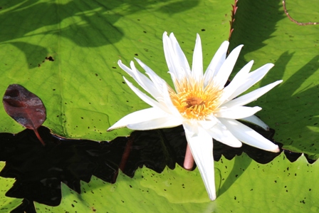 Seerose Tags &uuml;ber